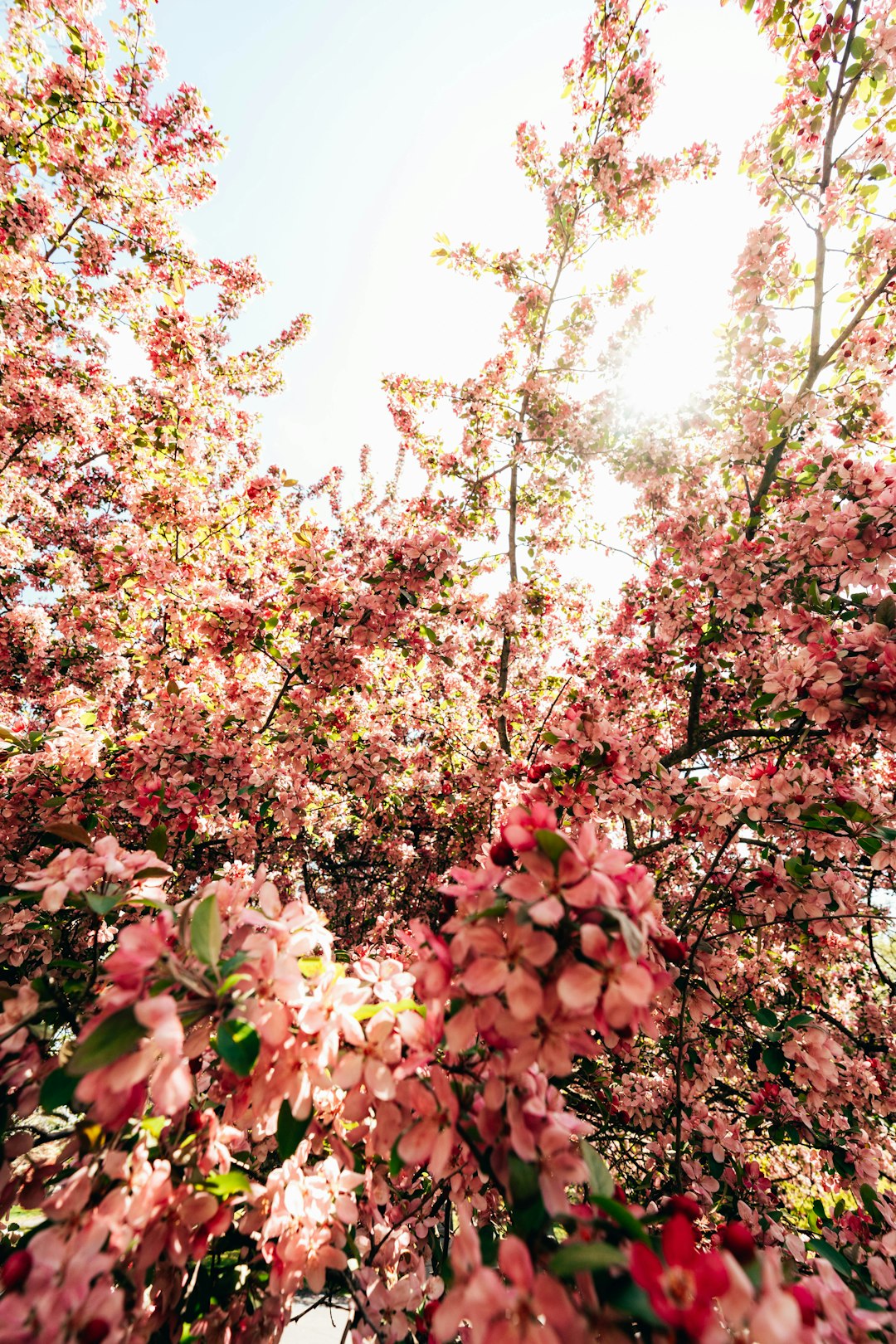 Sürdürülebilir Çiçekçilik: Çevre Dostu Uygulamalar